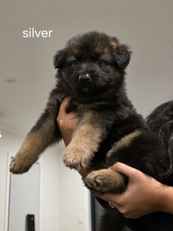 Silver collar puppy