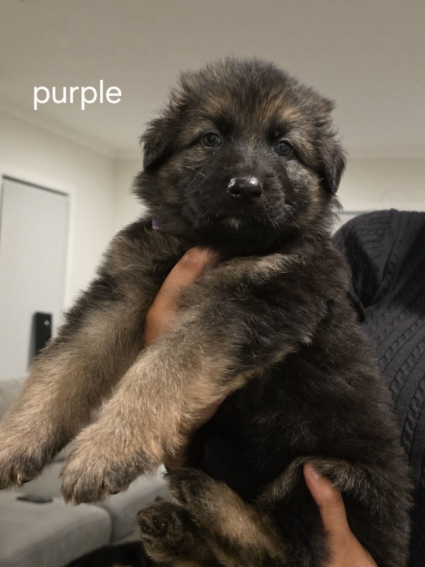 Purple collar puppy