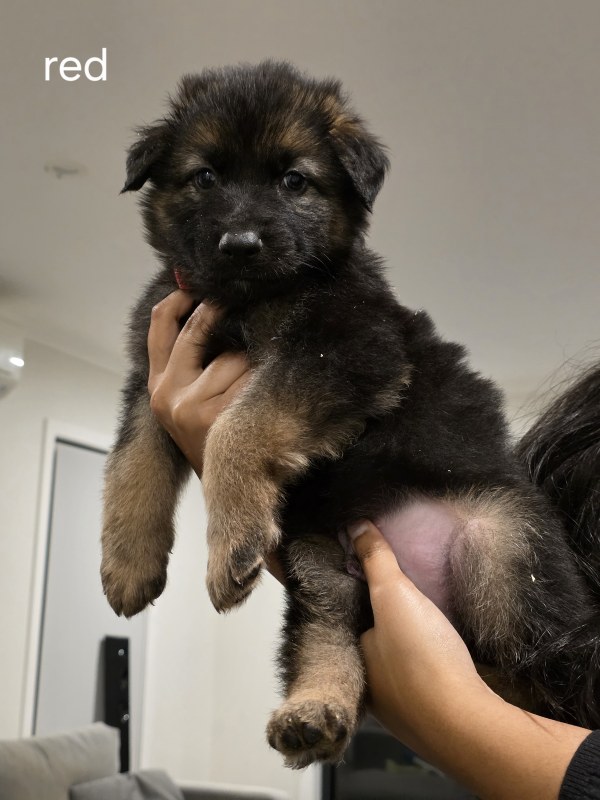 Red collar puppy