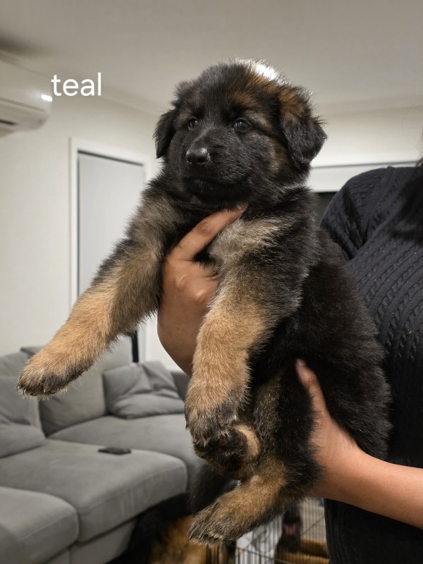 Teal collar puppy
