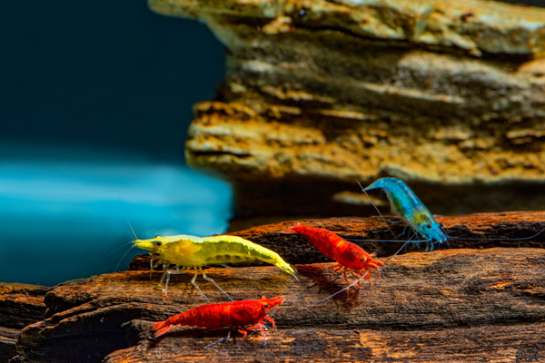 Shrimp Predictor