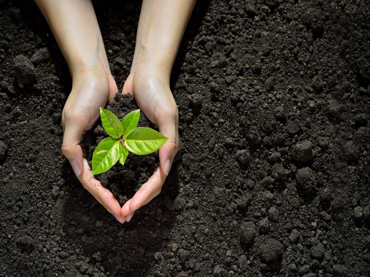 care-a-plant