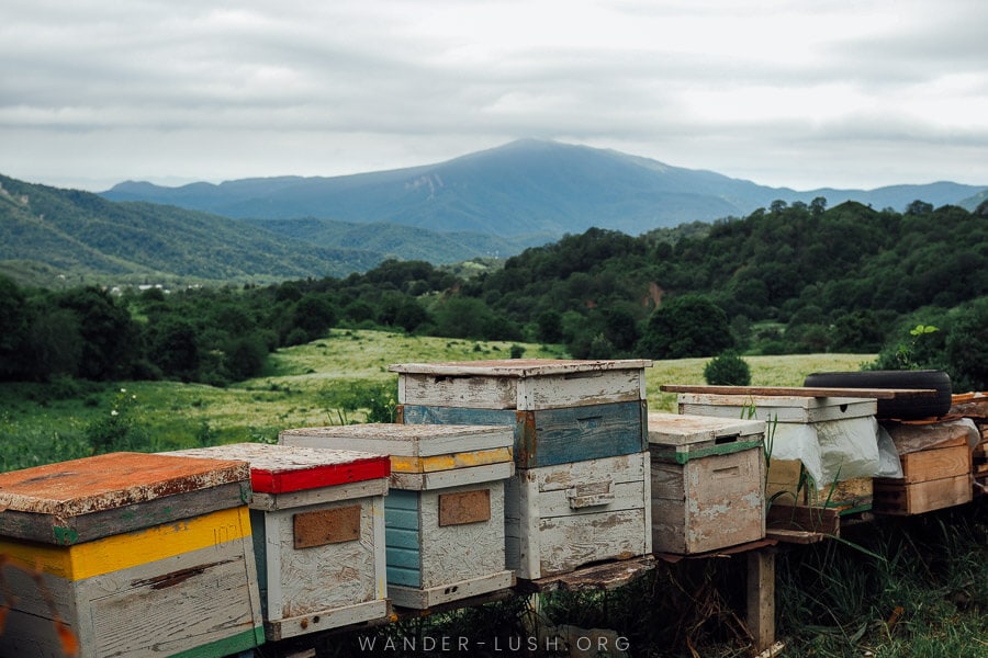 Beekeeping on the Gombori Pass