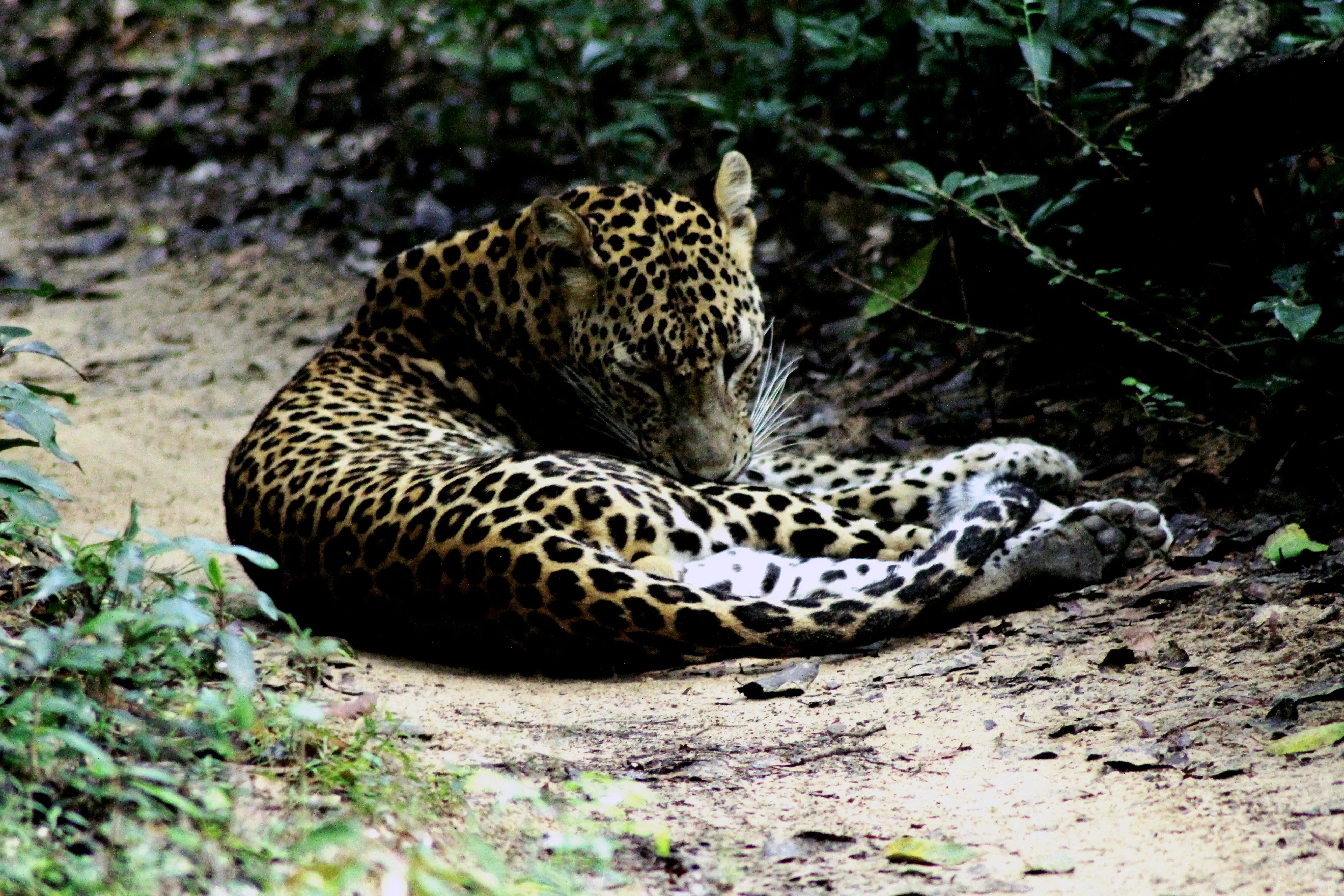 Sri Lanka – The Pearl of the Indian Ocean Discover Sri Lanka with Tranquil Sri Lanka Tours
