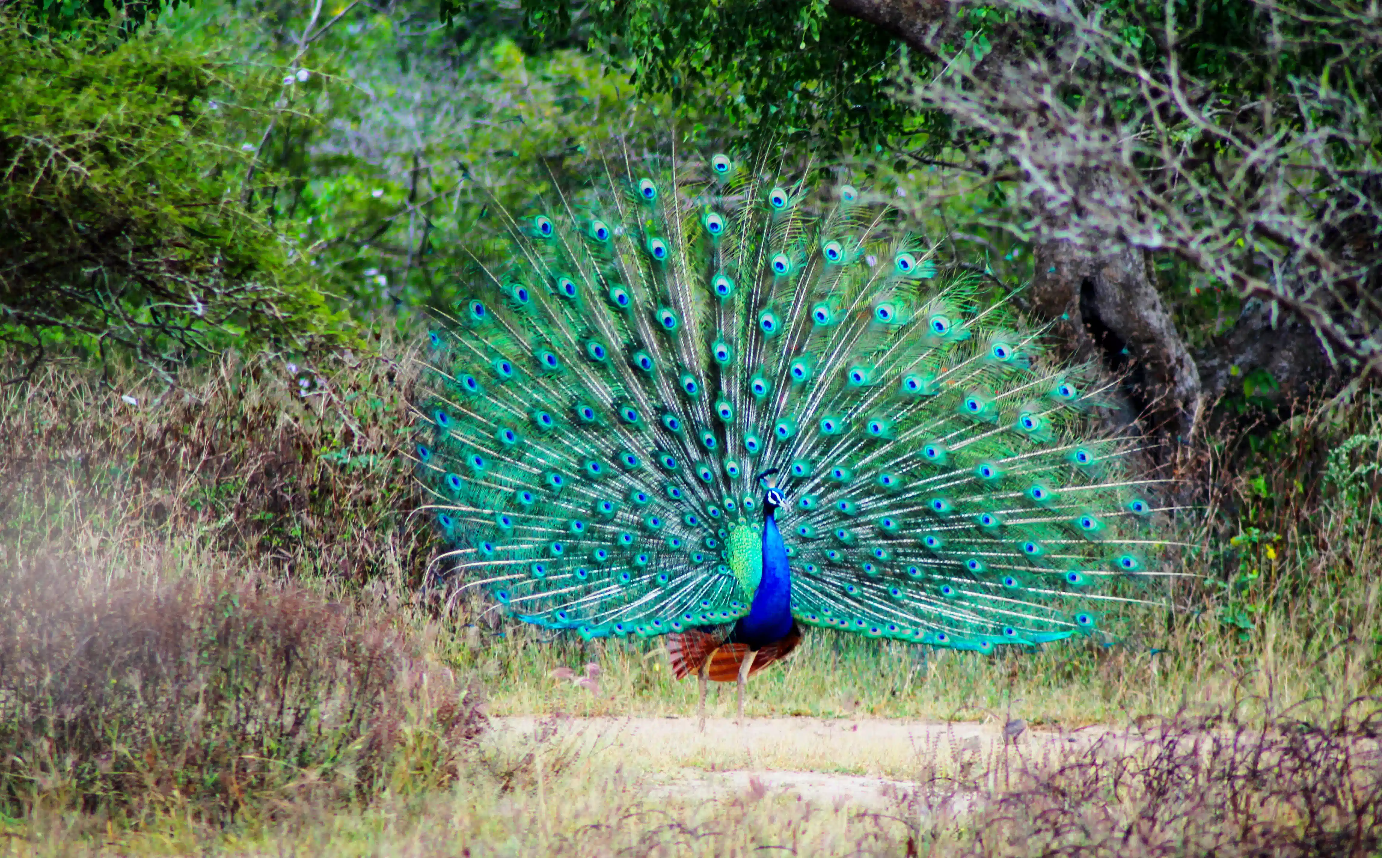 Sri Lanka – The Pearl of the Indian Ocean Discover Sri Lanka with Tranquil Sri Lanka Tours