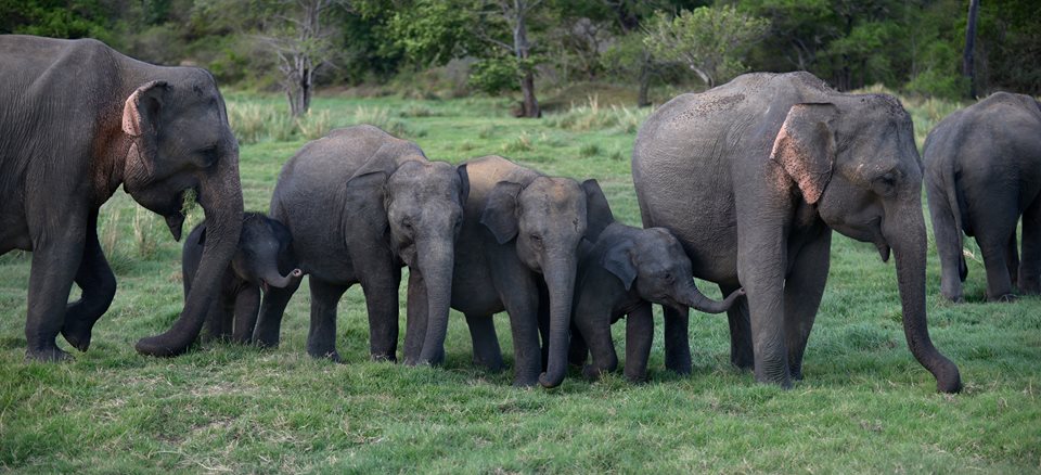 Discover Sri Lanka: Sri Lanka National Parks & Wildlife Sanctuaries | Complete Wildlife Travel Guide