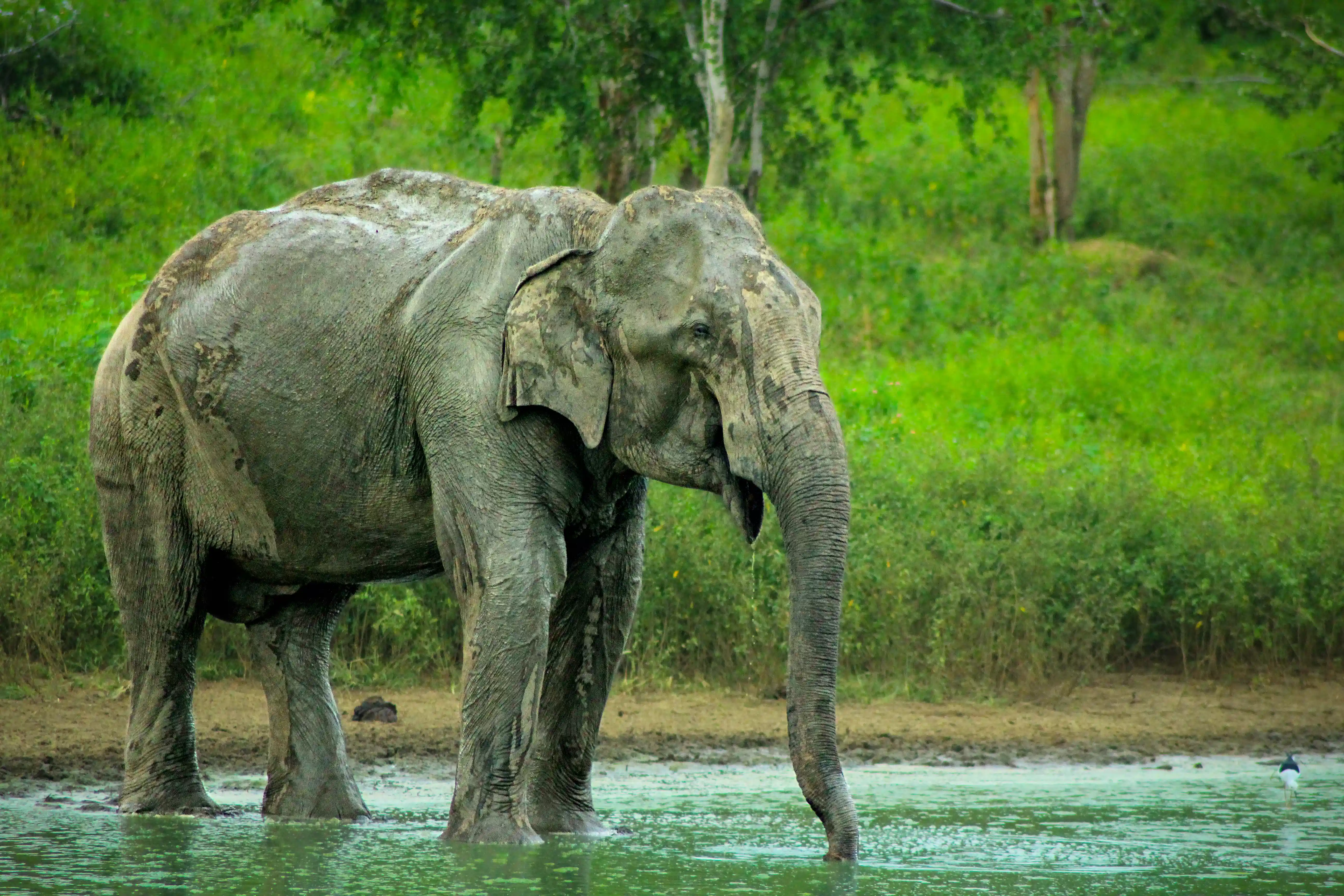 Sri Lanka Travel Guide 2027 | Discover the Pearl of the Indian Ocean