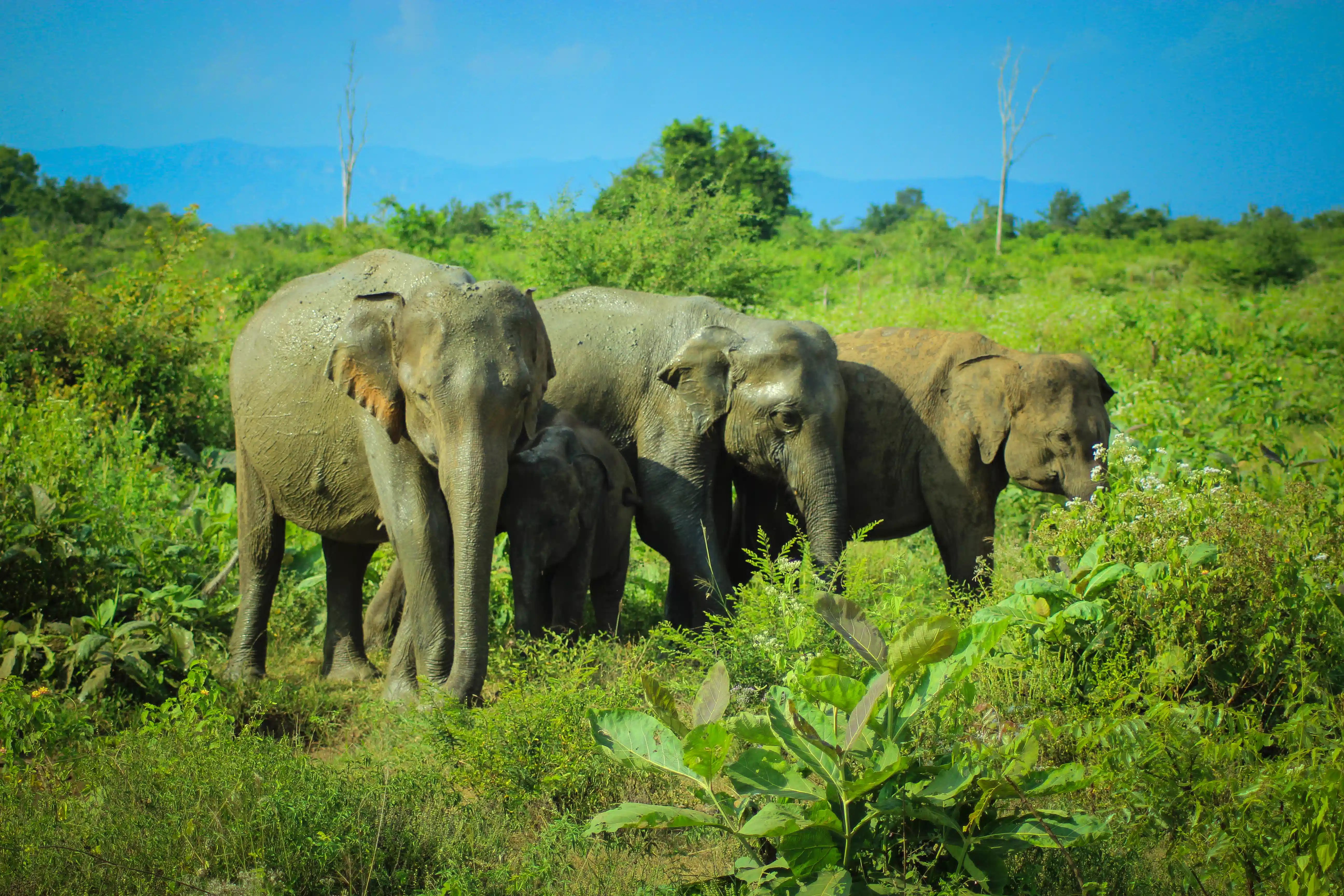 Udawalawe National Park Sri Lanka | Elephant Safari & Travel Guide