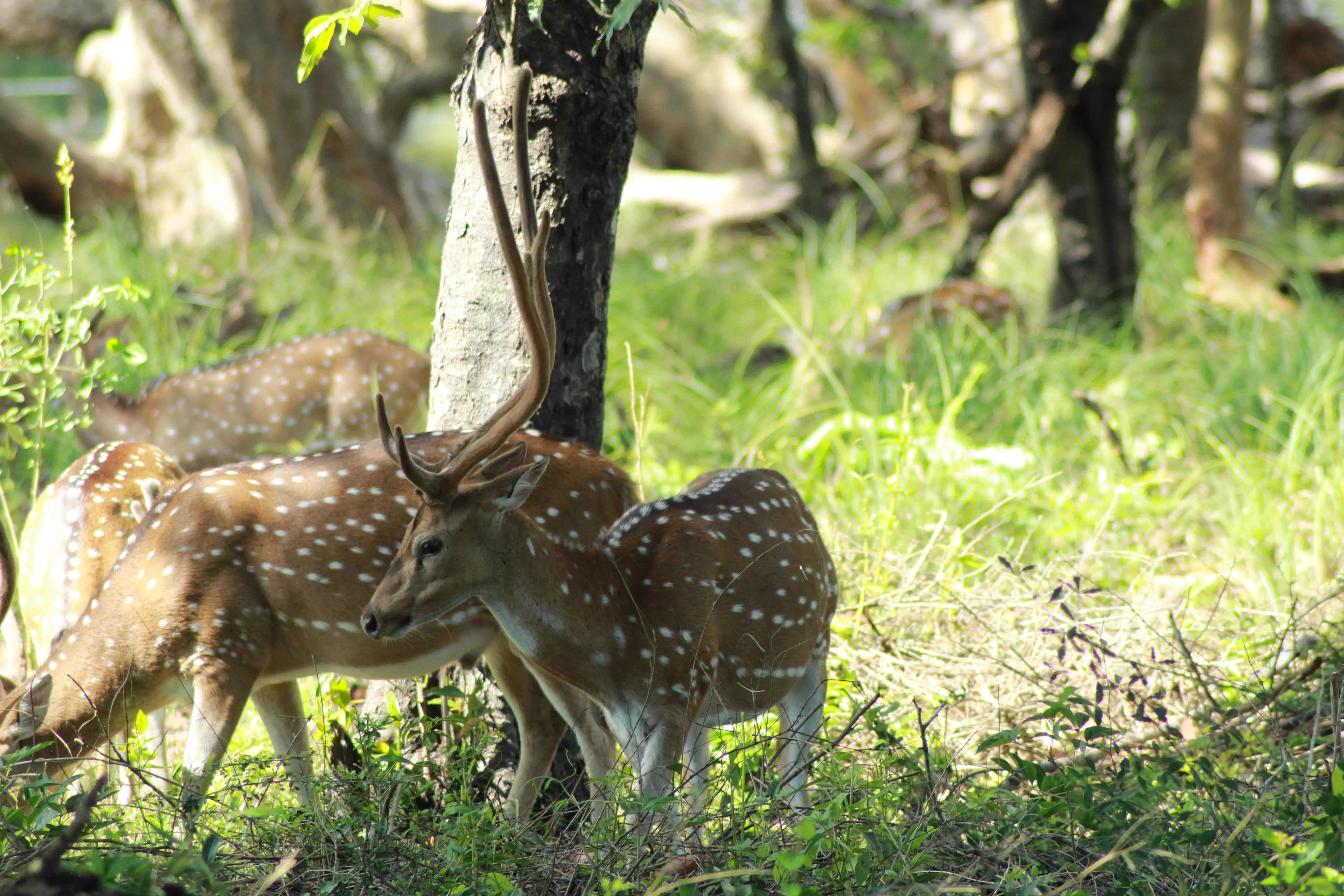 Wasgamuwa National Park Sri Lanka: Elephant Safari, Wildlife & Travel Guide