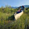 18' Canoe