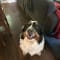 Loud dog for companionship and alarm system