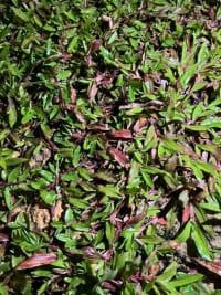 Cowgrass