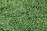 Philippine Grass 1
