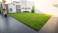 Philippine Grass 2