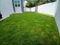 Japanese Grass 6