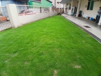 Japanese Grass 3