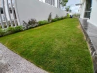 Japanese Grass 4