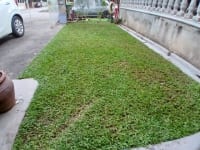 Cowgrass 5