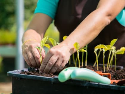 Рассада будет мясистой и крепкой: через две недели после пикировки сделайте это