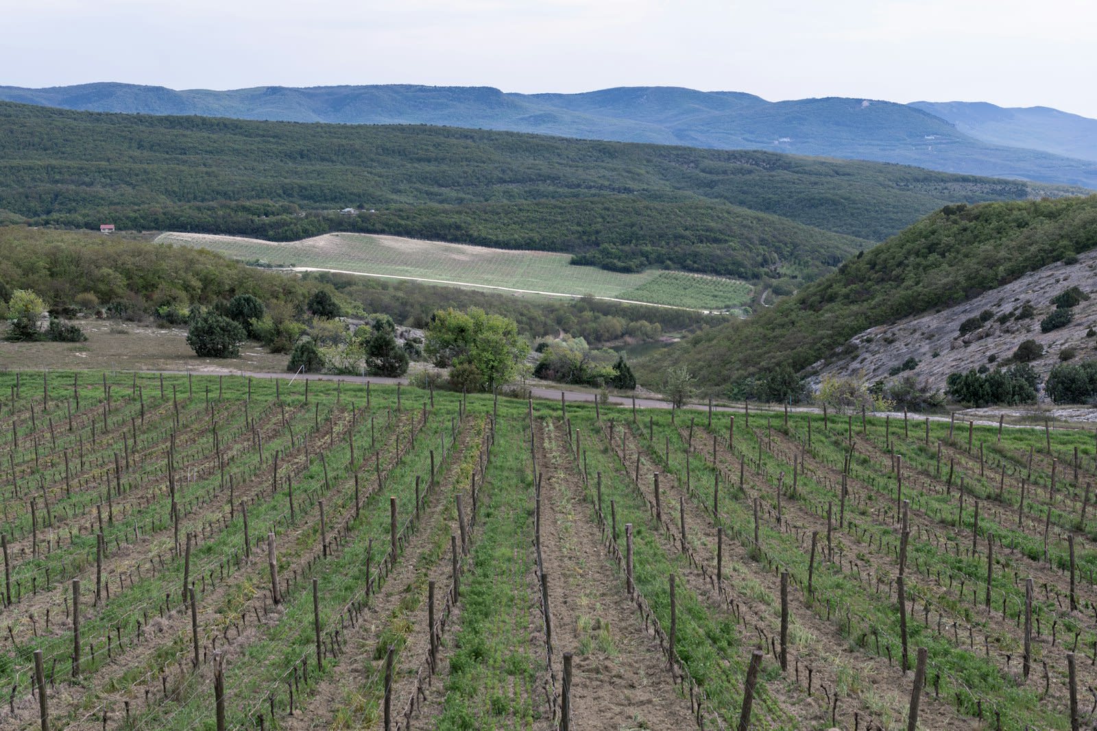 After the Soviets, the Vines: How Armenia Is Rebuilding an Ancient Wine Tradition from Genetic Archives Up - inside-impact news