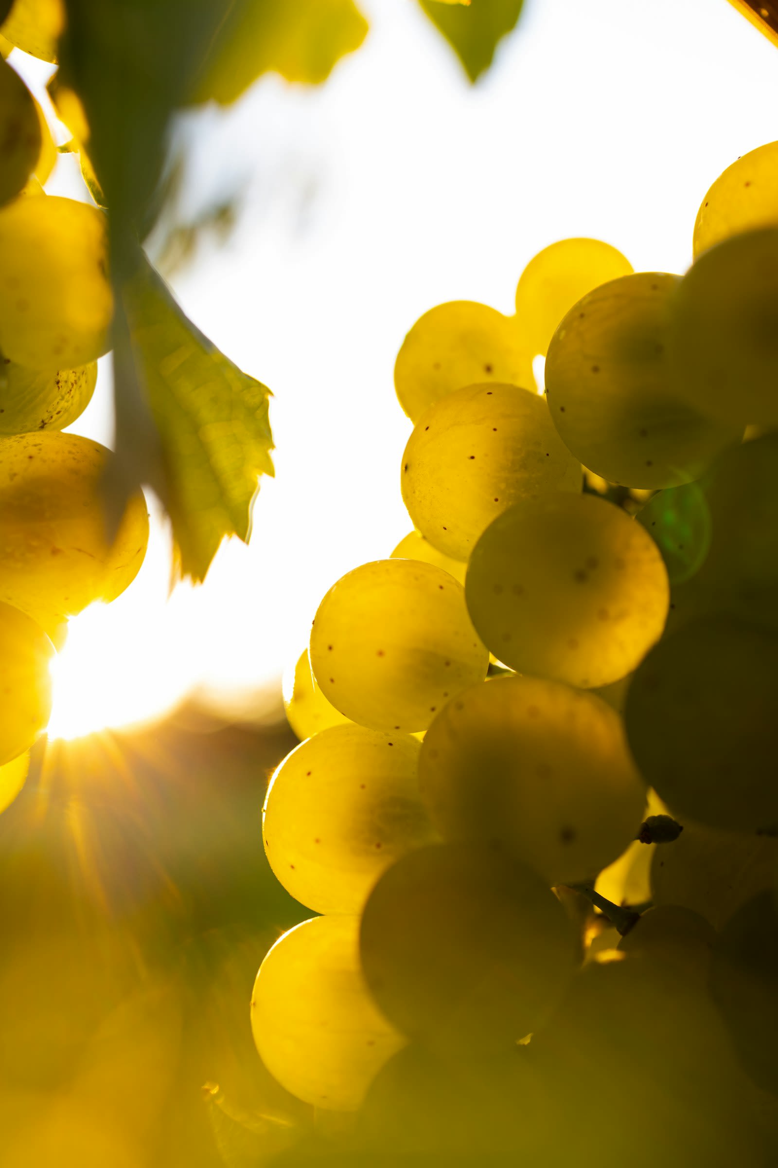 Close-up of a grape cluster on the vine