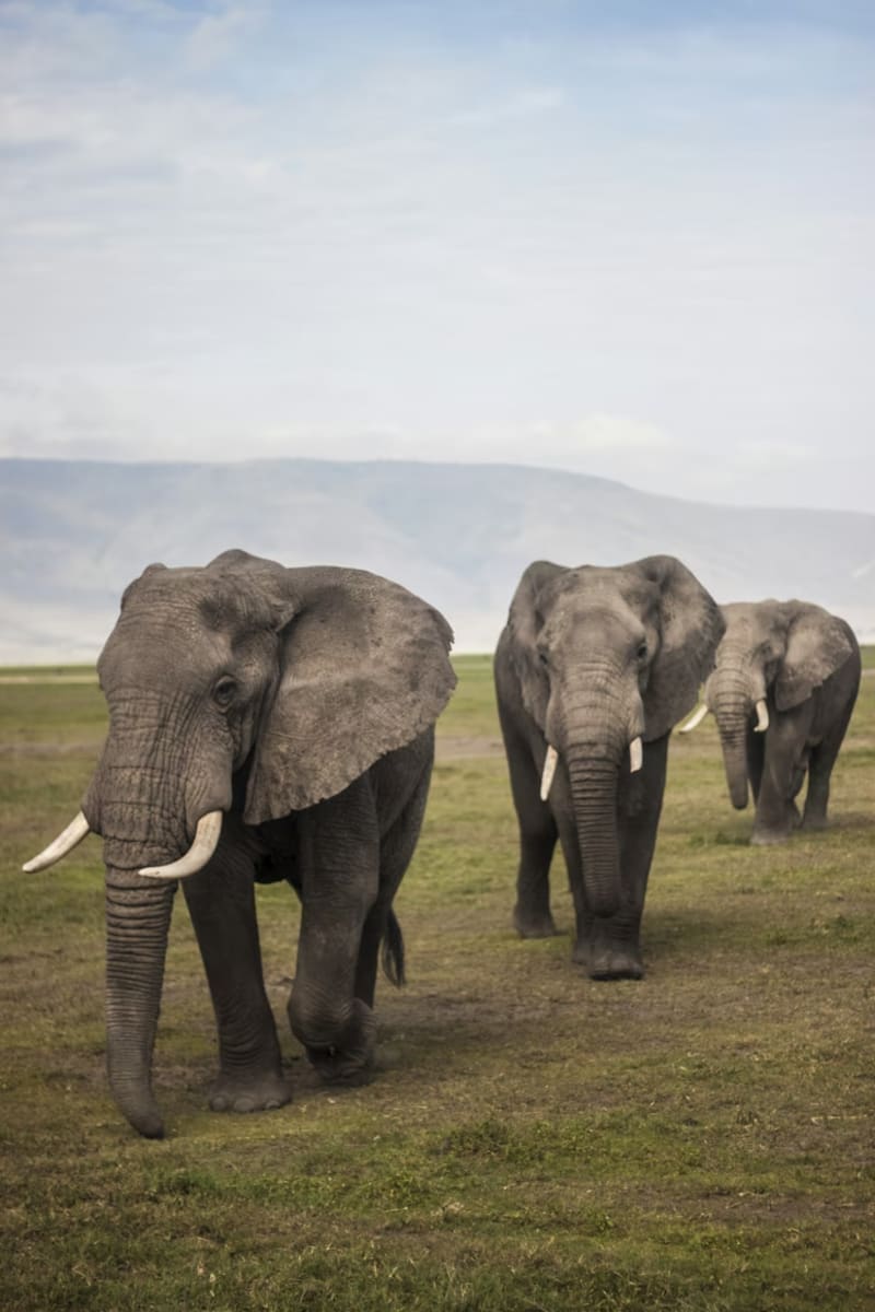 Tanzania travel package by Guru Kripa Travels