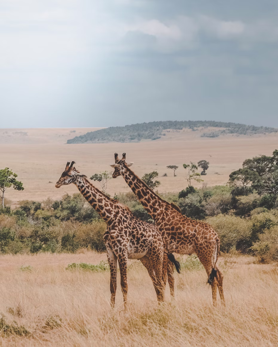 Kenya travel package by Guru Kripa Travels