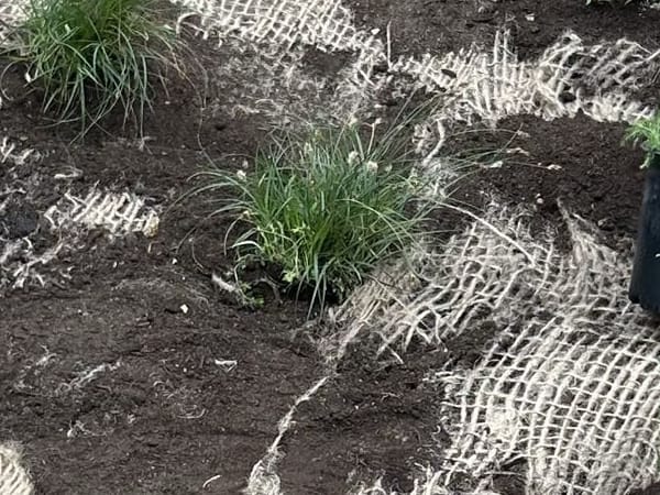 Bioswale Design + Construction