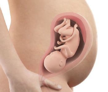 405_bebe-in-utero-semaine-30-32-sa