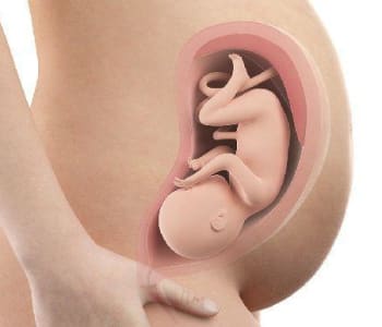 407_bebe-in-utero-semaine-33-35-sa