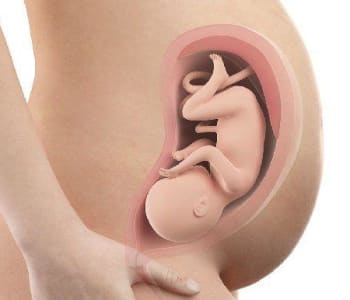 408_bebe-in-utero-semaine-32-34-sa