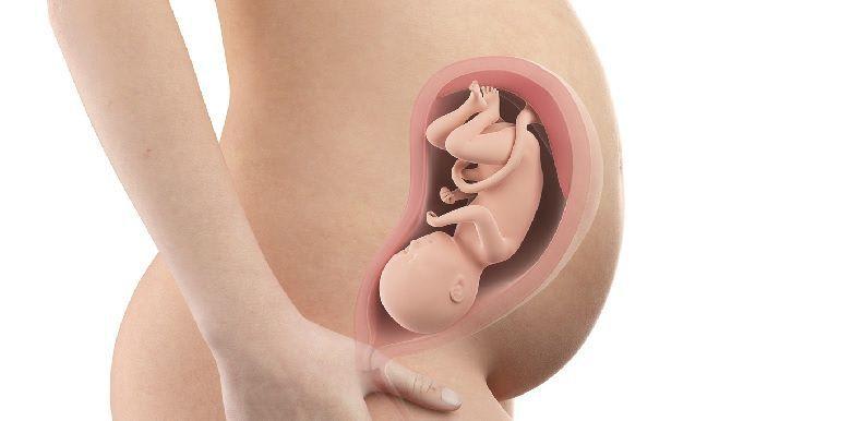 405_bebe-in-utero-semaine-30-32-sa