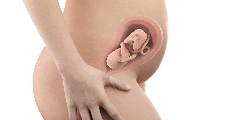 399_bebe-in-utero-semaine-24-26-sa