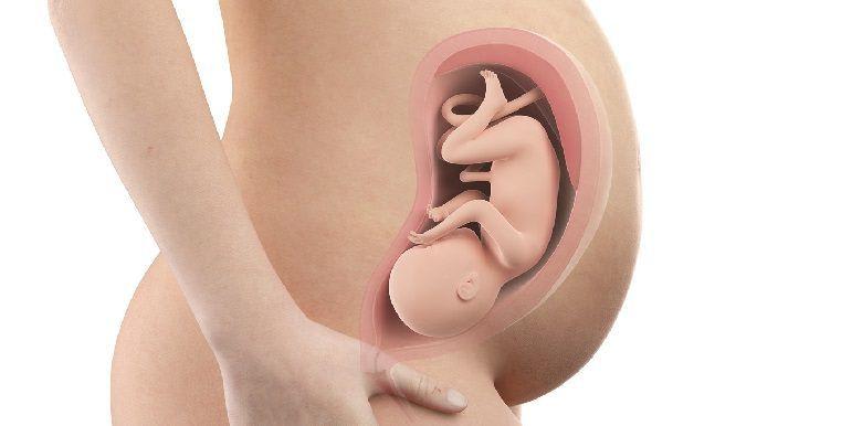 407_bebe-in-utero-semaine-33-35-sa