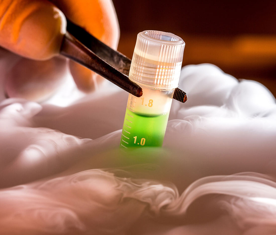 Vitrification ovocytes