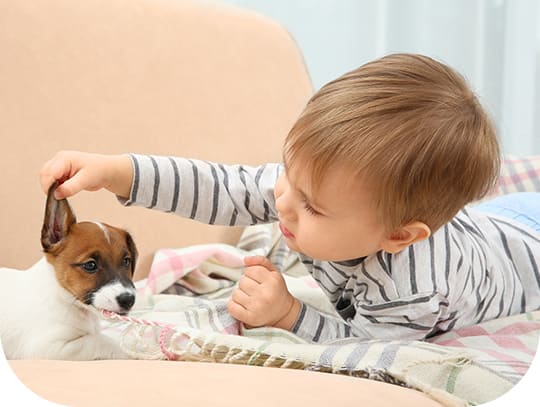 Les animaux