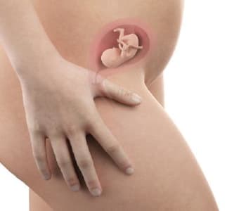 Bébé in utero : semaine 15 (SA 17)