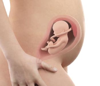 Bébé in utero : semaine 25 (SA 27)