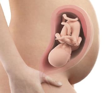Bébé in utero : semaine 31 (SA 33)