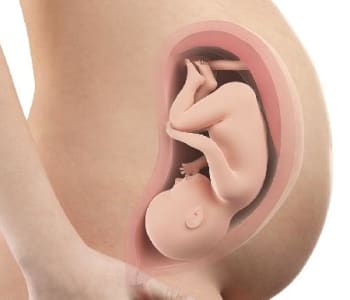 Bébé in utero : semaine 35 (SA 37)