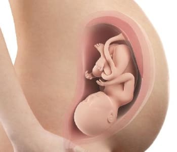 Bébé in utero : semaine 36 (SA 38)