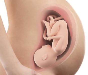 Bébé in utero : semaine 38 (SA 40)