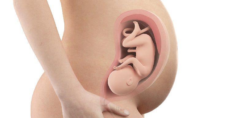 408_bebe-in-utero-semaine-32-34-sa