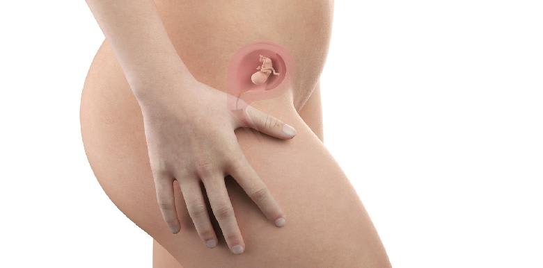 Bébé in utero : semaine 10 (SA 12)