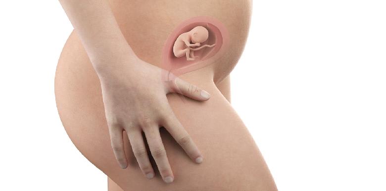 Bébé in utero : semaine 17 (SA 19)