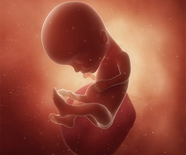 Ecouter les battements du coeur de bébé in utero avec son smartphone ! -  Famili.fr