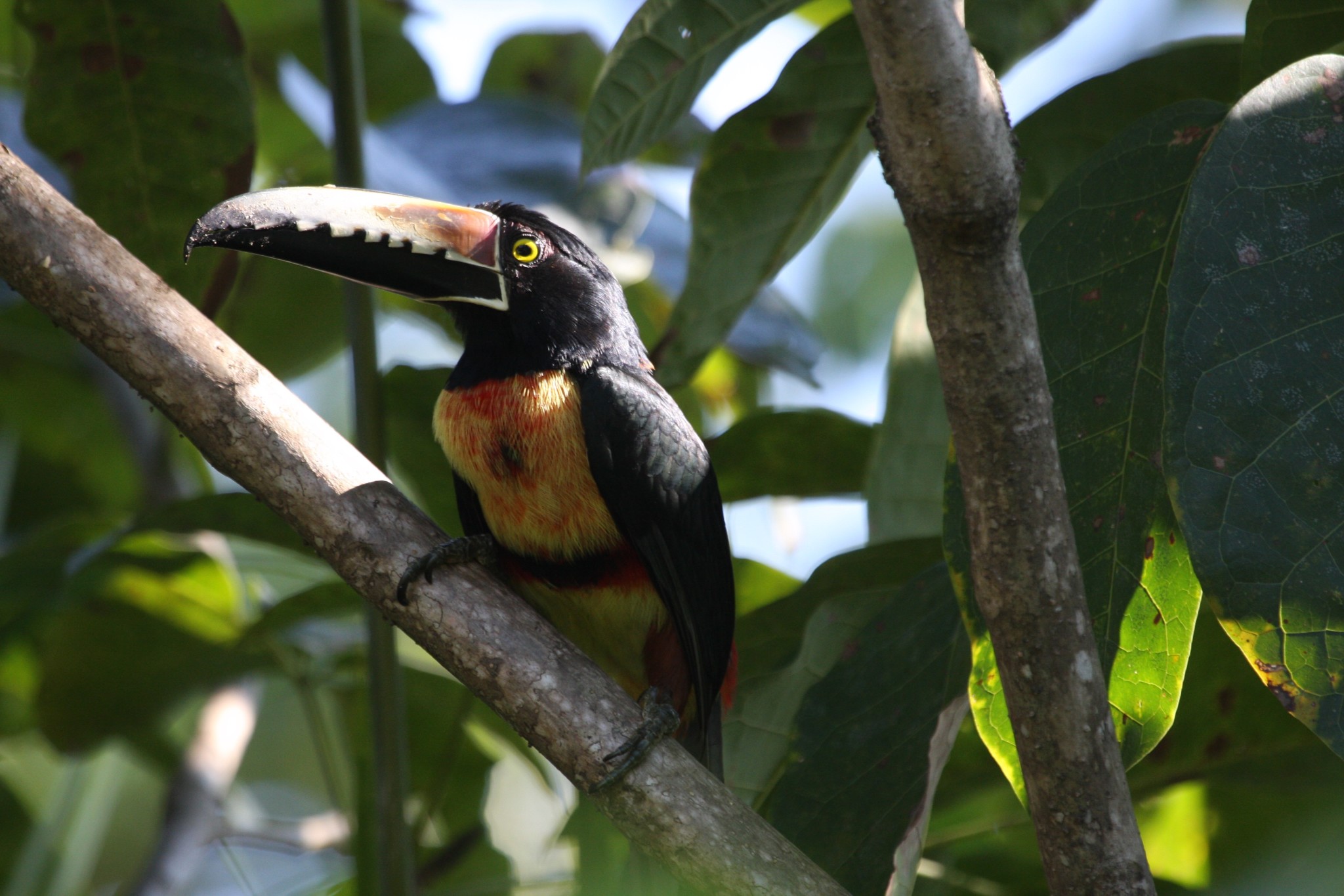 carrete hotel 37 kmlsgu