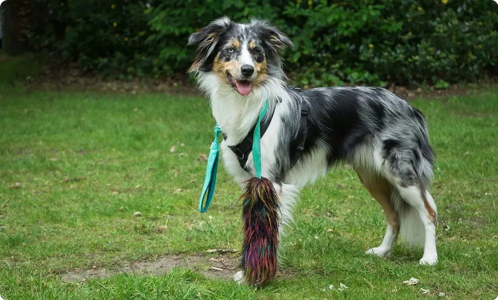 Bordercollie met speeltje om haar nek