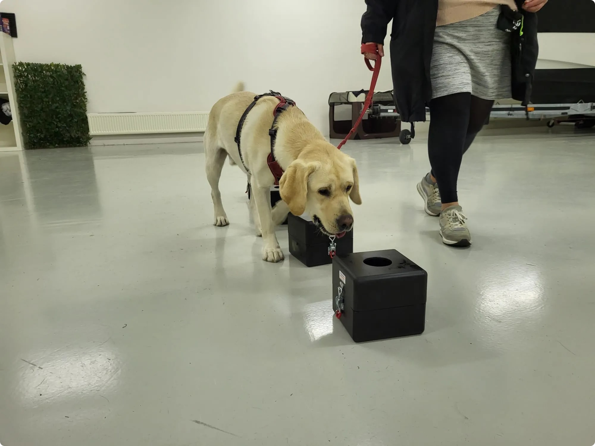 Hond leert met passie en vastberadenheid detectietechnieken, zijn inzet is bewonderenswaardig.