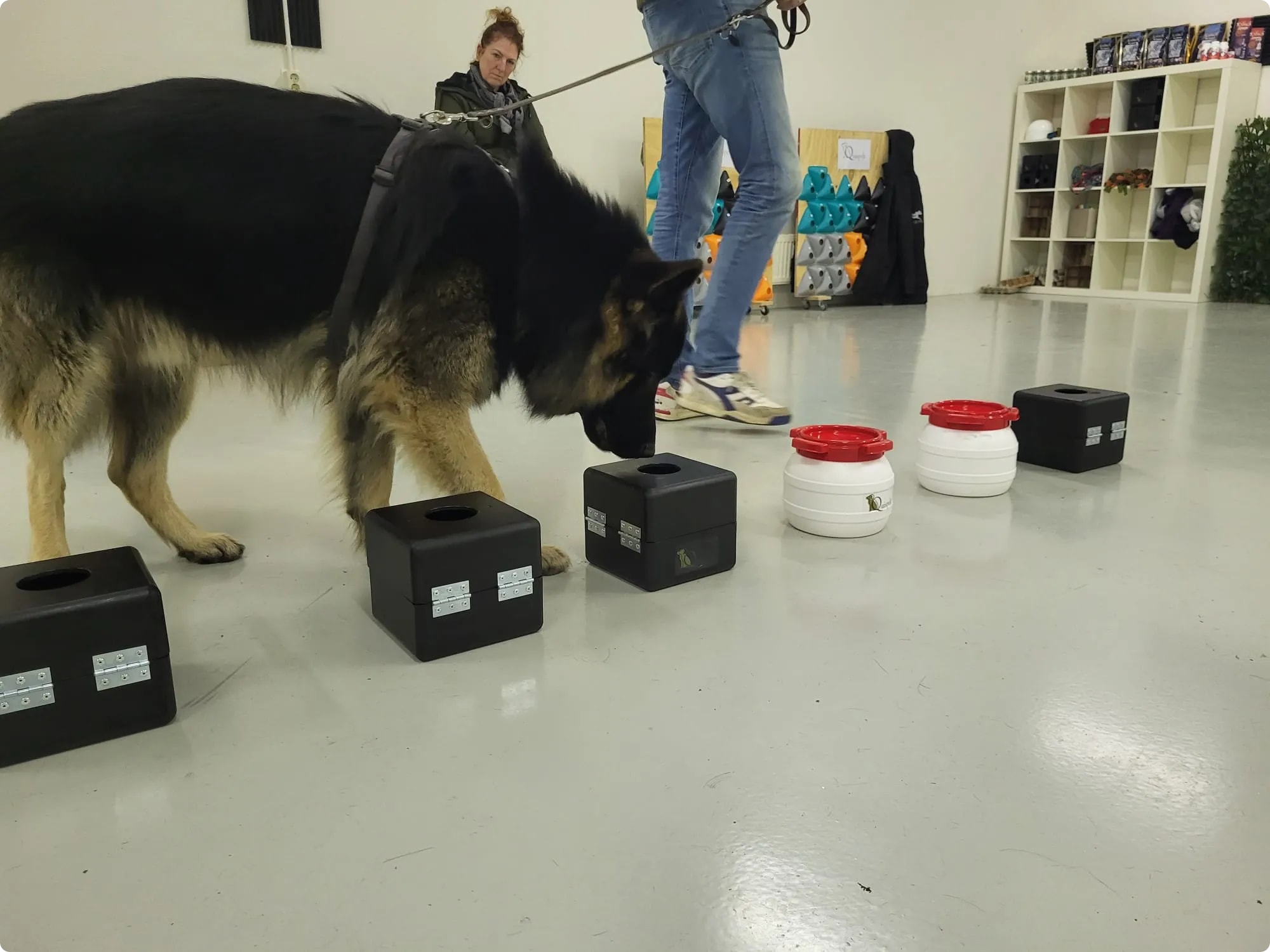 Schattige hond ondergaat detectietraining met een serieuze blik, klaar om de wereld te verkennen.